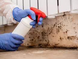 Why You Should Choose Our Mold Remediation Services in West Alexandria, OH